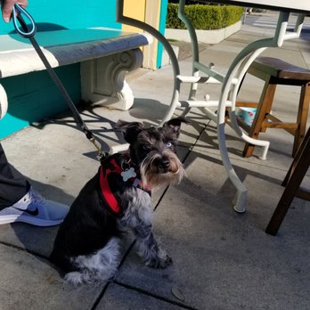 Breadbelly - Our little puppy enjoys the outside seating! - Bakeries Near Me - San Francisco, California Breadbelly - Our little puppy enjoys the outside seating! - Bakeries Near Me - San Francisco, California