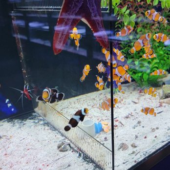 Nemo & Friends Aquariums - Local Fish Stores Near Me - Houston, Texas Nemo & Friends Aquariums - Local Fish Stores Near Me - Houston, Texas