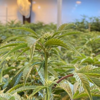 Sweet Leaf Pioneer - Flowers - Cannabis Dispensaries Near Me - Eagle, Colorado