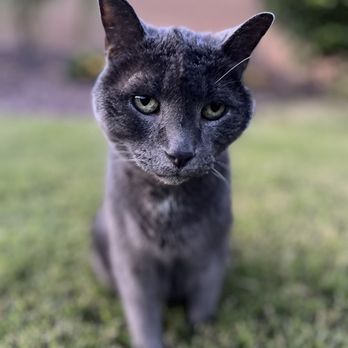 Pets at Rest - Batman - Veterinarians Near Me Pets at Rest - Batman - Veterinarians Near Me