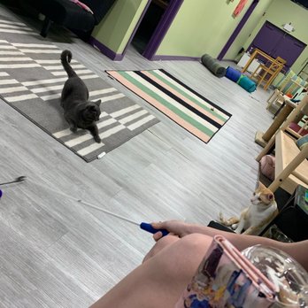 The Kitty Beautiful - Cafes Near Me - Orlando, Florida The Kitty Beautiful - Cafes Near Me - Orlando, Florida