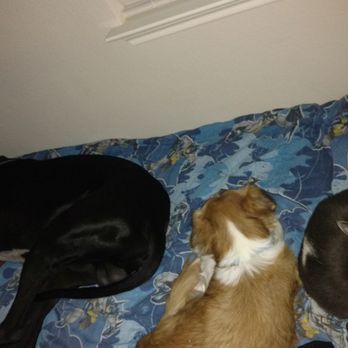 Cuddles & Cuts - Pet Groomers Near Me Cuddles & Cuts - Pet Groomers Near Me
