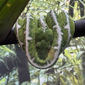 Greenville Zoo - Incognito - Zoos Near Me - Greenville, South Carolina