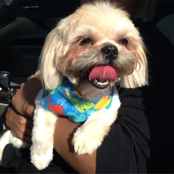 Pet Kingdom Grooming Salon - Happy shihtzu all nice and groomed. - Pet Groomers Near Me - Stockbridge, Georgia Pet Kingdom Grooming Salon - Happy shihtzu all nice and groomed. - Pet Groomers Near Me - Stockbridge, Georgia