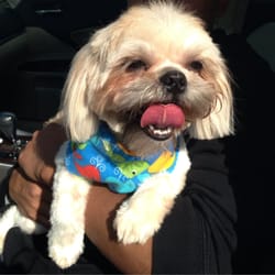 Pet Kingdom Grooming Salon - Happy shihtzu all nice and groomed.