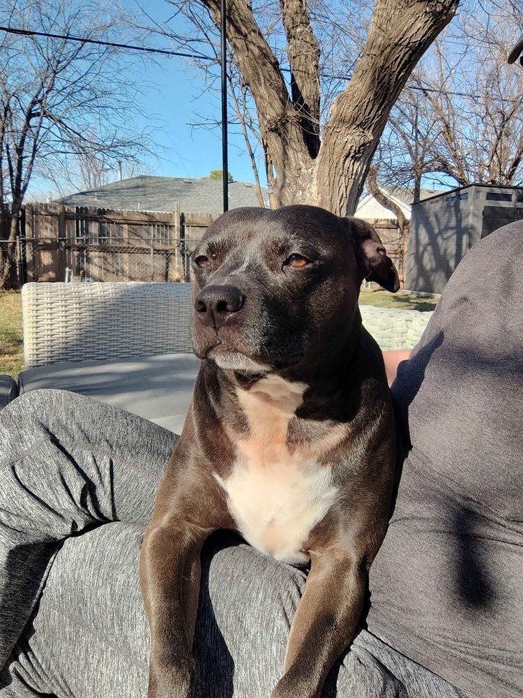 Phelps Family Pet Sitters - pet boarding facility in Bethany, OK
