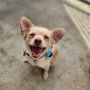 Photo of Fetchnplay Dog Grooming