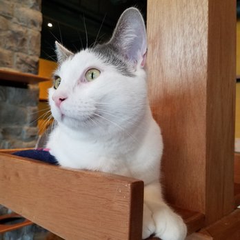 Seattle Meowtropolitan - Themed Cafes Near Me - Seattle, Washington Seattle Meowtropolitan - Themed Cafes Near Me - Seattle, Washington