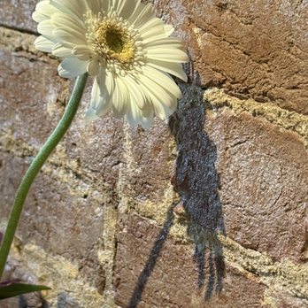 The Black Olive - Fresh flowers daily on every table. - Seafood Near Me - Baltimore, Maryland