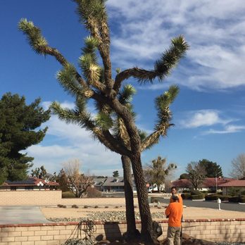 R & J Tree Service - Tree Services Near Me - Apple Valley, California R & J Tree Service - Tree Services Near Me - Apple Valley, California