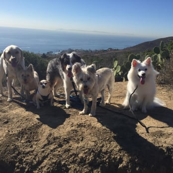 Bark Collective - Gary loves his pack walks with the crew! - Dog Walkers Near Me - Costa Mesa, California Bark Collective - Gary loves his pack walks with the crew! - Dog Walkers Near Me - Costa Mesa, California