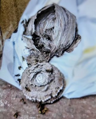 Pest Control - We're licensed with the Oregon fish and wildlife department to take care of your pest control needs. Call us today!