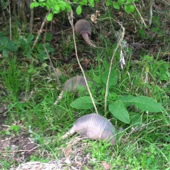 Brazos Bend State Park - Three adorable armadillos foraging in the woods - Parks Near Me - Needville, Texas Brazos Bend State Park - Three adorable armadillos foraging in the woods - Parks Near Me - Needville, Texas