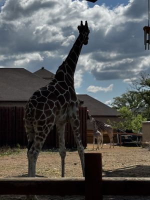 Como Park Zoo & Conservatory by null