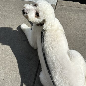 All Stage Canine Development - Sacramento, east sac, Folsom Blvd - Pet Training Near Me - Citrus Heights, California
