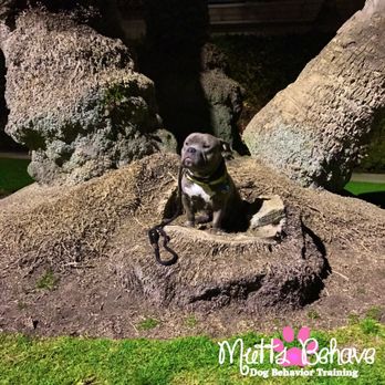 Mutts Behave Dog Training - Obedience training - American bully -Newport beach - Dog Walkers Near Me Mutts Behave Dog Training - Obedience training - American bully -Newport beach - Dog Walkers Near Me