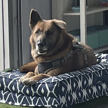 PetCare LB - Jack maxing and relaxing at PetCare, photo taken and sent to us by Lili - Pet Boarding Near Me - Los Angeles, California PetCare LB - Jack maxing and relaxing at PetCare, photo taken and sent to us by Lili - Pet Boarding Near Me - Los Angeles, California