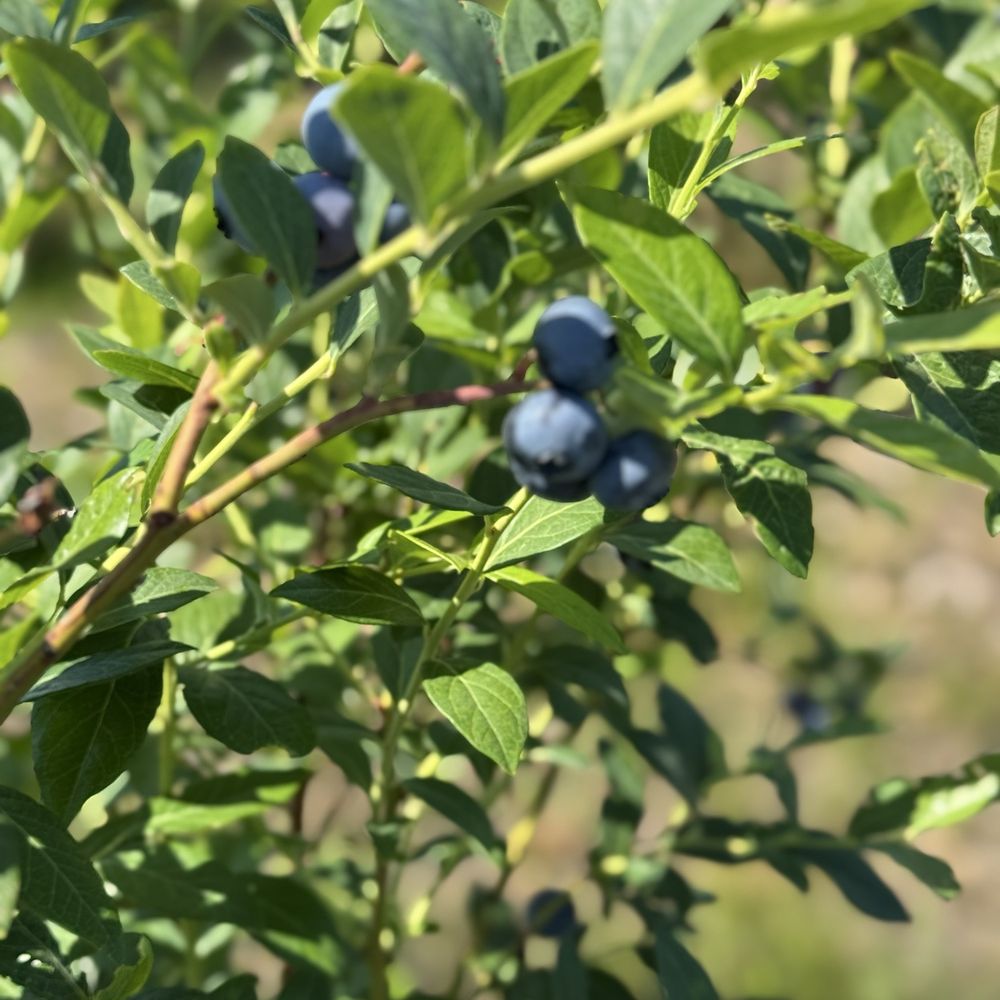 Carol Sue Farms - Blueberry bushes! - Pick Your Own Farms Near Me - Hampstead, North Carolina Carol Sue Farms - Blueberry bushes! - Pick Your Own Farms Near Me - Hampstead, North Carolina