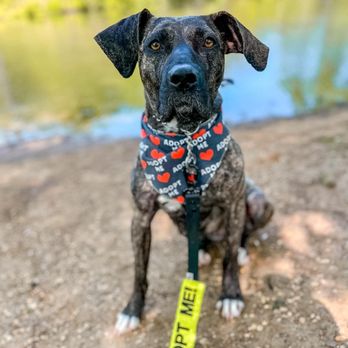 Pupstarz Rescue - Vespa - Pet Adoption Near Me Pupstarz Rescue - Vespa - Pet Adoption Near Me