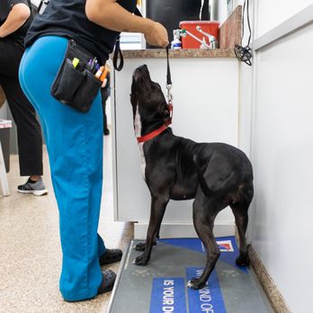 Cabarrus Animal Hospital - Veterinarians Near Me - Kannapolis, North Carolina Cabarrus Animal Hospital - Veterinarians Near Me - Kannapolis, North Carolina