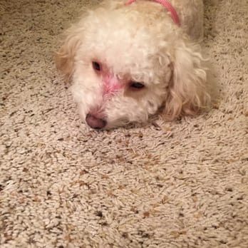 Smelly Dog - Pet Groomers Near Me - Phoenix, Arizona Smelly Dog - Pet Groomers Near Me - Phoenix, Arizona