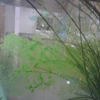 Majestic Aquatics - neglet - Aquarium Services Near Me - Marlton, New Jersey
