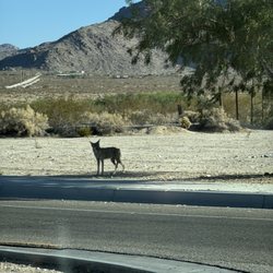29 Palms Art Gallery - Coyote