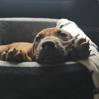 Suwedi Ridgebacks - Ranger on his 2.5 hour ride home in the puppy car seat - Pet Breeders Near Me Suwedi Ridgebacks - Ranger on his 2.5 hour ride home in the puppy car seat - Pet Breeders Near Me