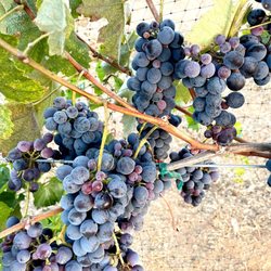Vena Cava Vinícola - Vineyard