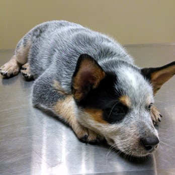 Evergreen Holistic Veterinary Care - Veterinarians Near Me - Monroe, Washington
