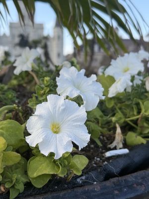 Jackson Square by null
