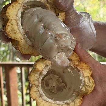 Lydgate Farms - Mature cacao pod: The inside is a bitter seed, which is harvested to ferment and roast before being processed for chocolate. - Botanical Gardens Near Me - Kapaa, Hawaii Lydgate Farms - Mature cacao pod: The inside is a bitter seed, which is harvested to ferment and roast before being processed for chocolate. - Botanical Gardens Near Me - Kapaa, Hawaii