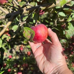The Big Apple Orchard - Picking apples