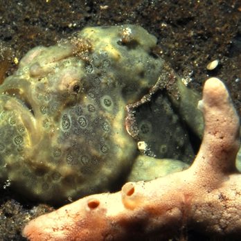 Rivers to Reef - Frogfish - Travel Agents Near Me