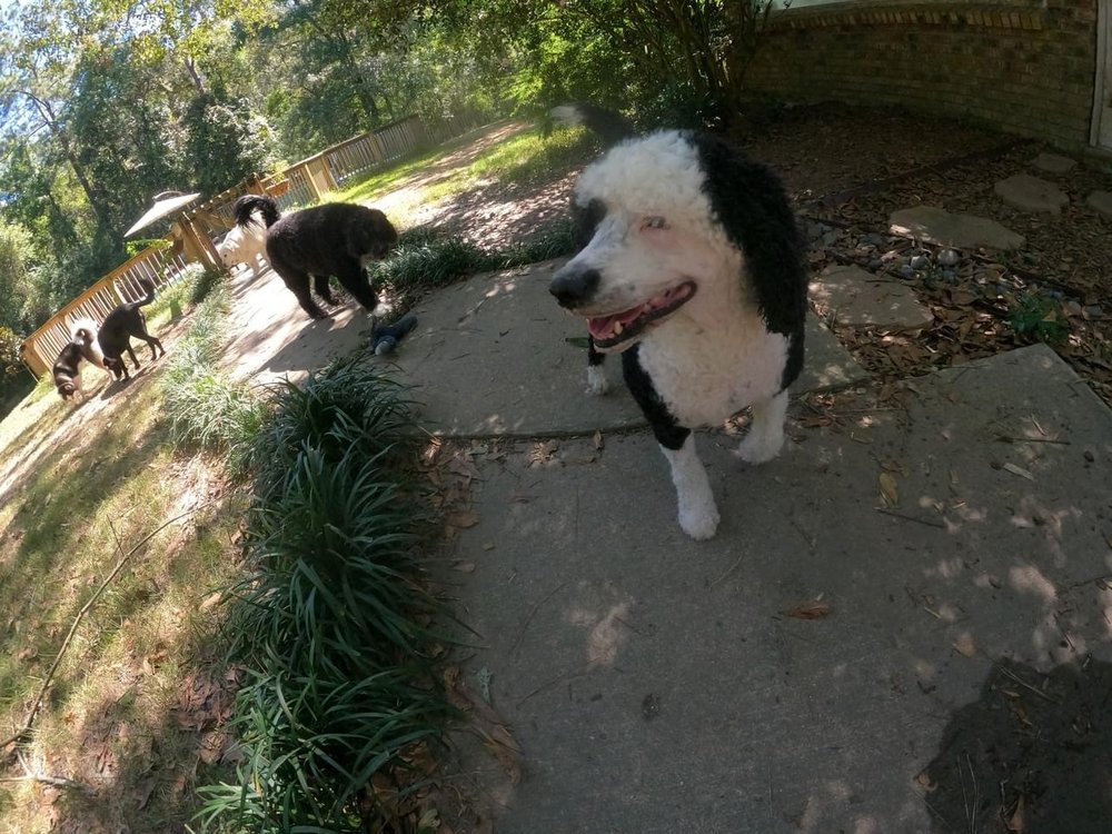 BARKER’S COVE KENNELS Updated September 2024 10 Photos 1 Barkers Cv, Picayune, Mississippi