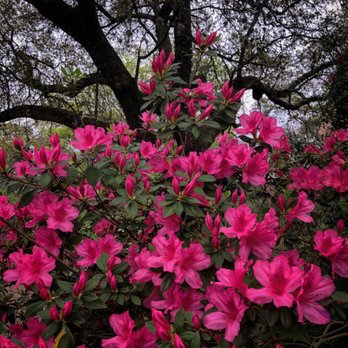 Bayou Bend Collection and Gardens - Art Museums Near Me - Houston, Texas