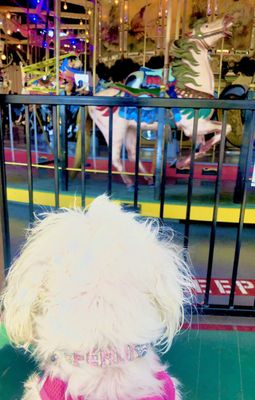 Balboa Park Carousel by null
