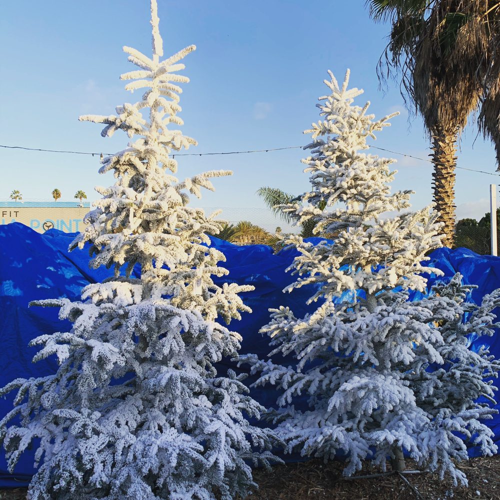 JAMBOREE TREES 21 Photos 34192 Pacific Coast Hwy, Dana Point, California Christmas Trees