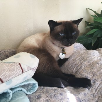 Rainbow Bridge Vet Services - Monkey 18 years old - Veterinarians Near Me Rainbow Bridge Vet Services - Monkey 18 years old - Veterinarians Near Me