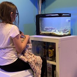 My daughter watching her new mantis shrimp