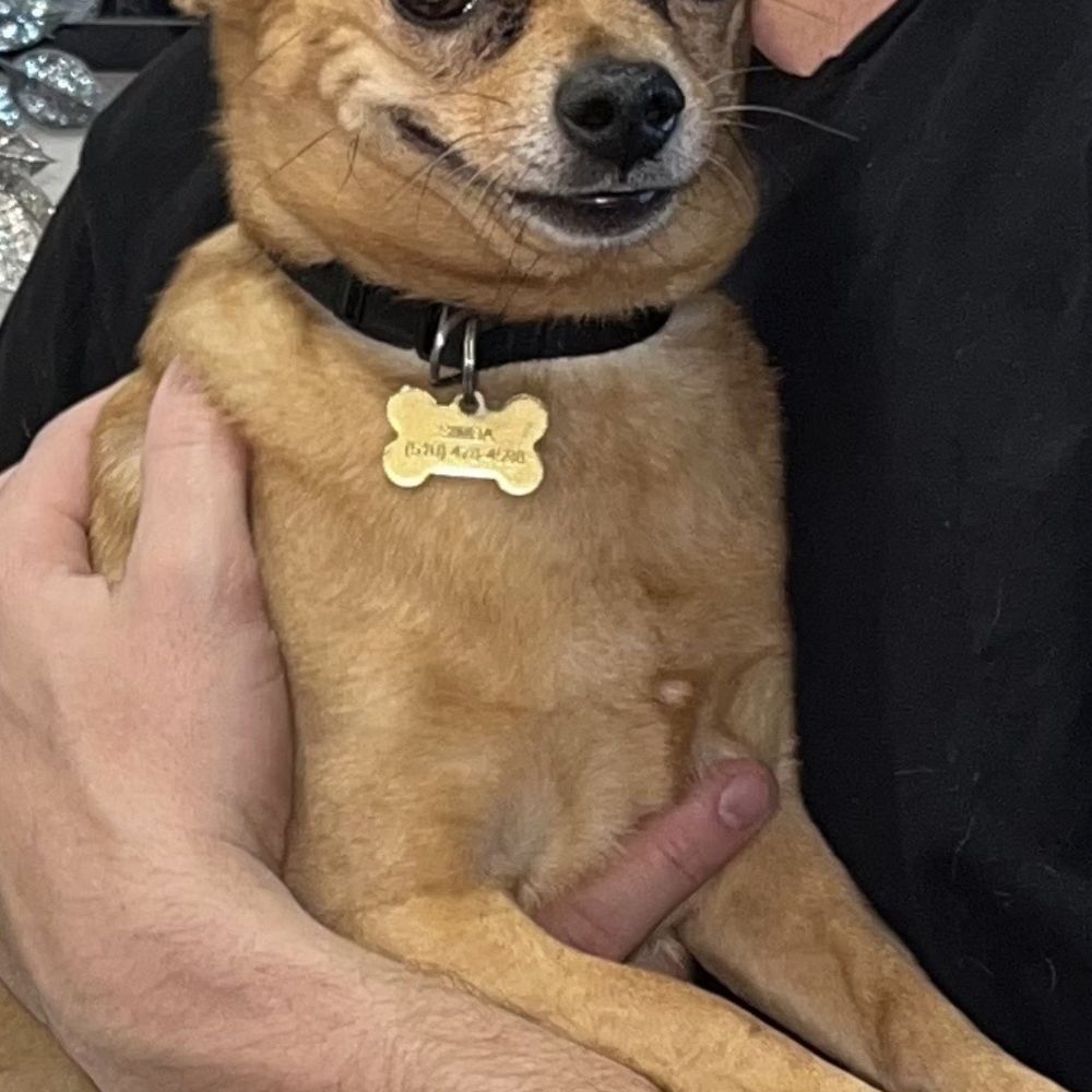 Evergreen Pet Clinic - Simba - Veterinarians Near Me - San Pablo, California Evergreen Pet Clinic - Simba - Veterinarians Near Me - San Pablo, California