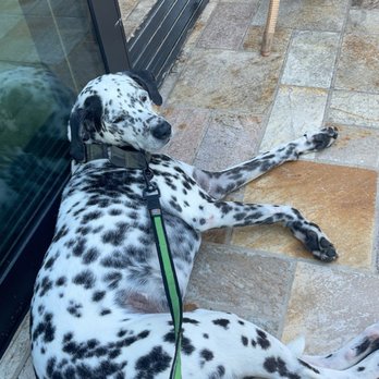 Geoffrey's Malibu - He is a happy puppy had good snack - Seafood Near Me - Malibu, California Geoffrey's Malibu - He is a happy puppy had good snack - Seafood Near Me - Malibu, California