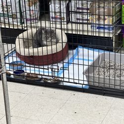 Animal Pantry - the new kitten they adopted!