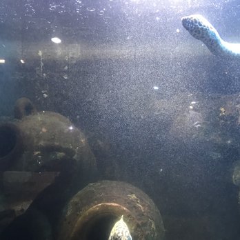 Austin Aquarium - Aquariums Near Me - Austin, Texas
