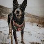 Photo of Take a Hike: a Denver Dog Walking Company