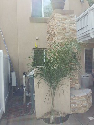 tree trimming,pruning, and removal - Entrust your trees to us for professional trimming, precise pruning, and safe removal services. We are dedicated to maintaining the vitality and beauty of your landscape while ensuring the safety of your property.