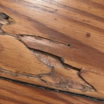 Canda Construction - I paid to have my floors refinished. Even purchased new boards. So why is this clearly termite eaten board still there? Pure laziness. - General Contractors Near Me Canda Construction - I paid to have my floors refinished. Even purchased new boards. So why is this clearly termite eaten board still there? Pure laziness. - General Contractors Near Me