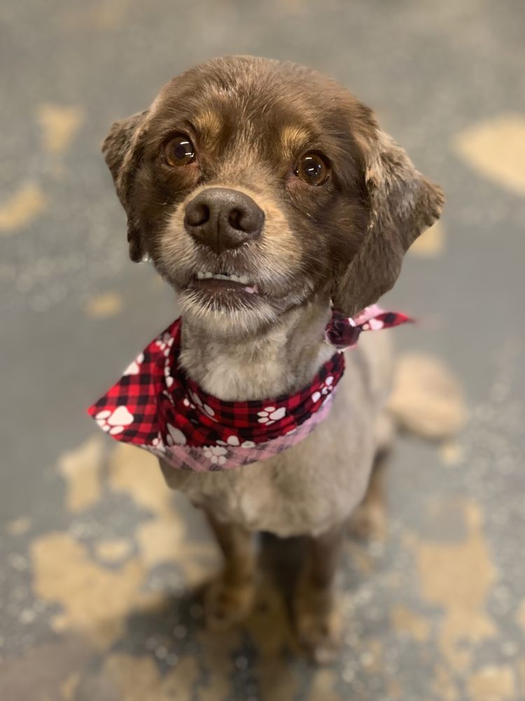 FAST & FURRIEST EXPRESS DOG GROOMING Request an Appointment 42