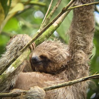 Fisheye Scuba - Sloths - Scuba Diving Near Me - Granite Bay, California