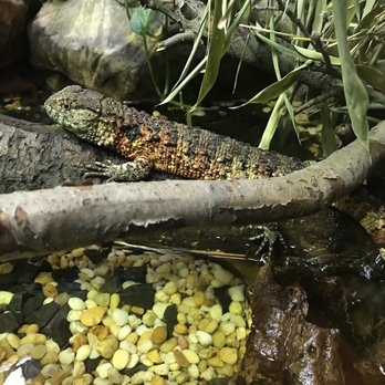 Bronx Zoo - Crocodile Lizard - Zoos Near Me - Bronx, New York